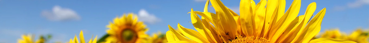 BANNER BANNER
